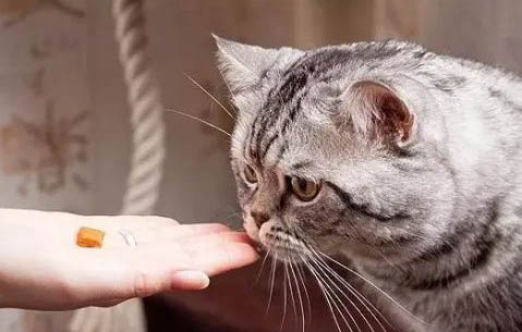 猫咪为什么会得猫瘟呢