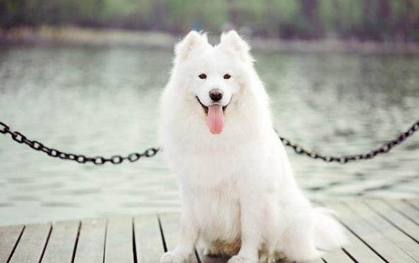 如何辨别萨摩耶幼犬