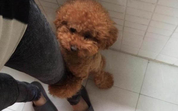 泰迪狗狗没感冒总是打喷嚏是怎么回事