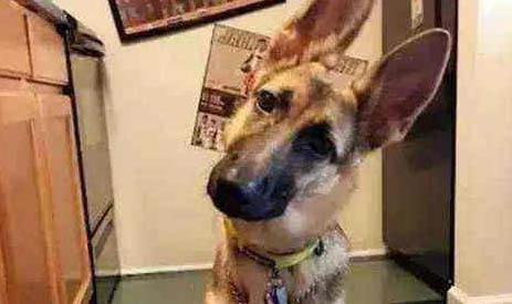 比利牛斯牧羊犬哪种颜色好
