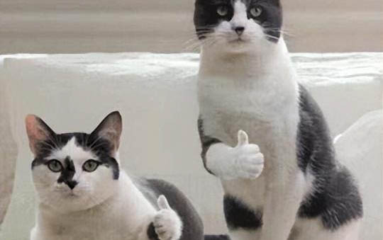 猫胃肠炎不吃药会好吗