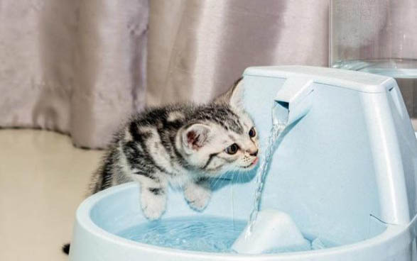 猫罐头从冰箱取出要多久才能吃