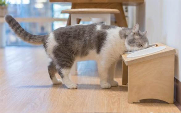 猫咪体外驱虫能杀死跳蚤吗?