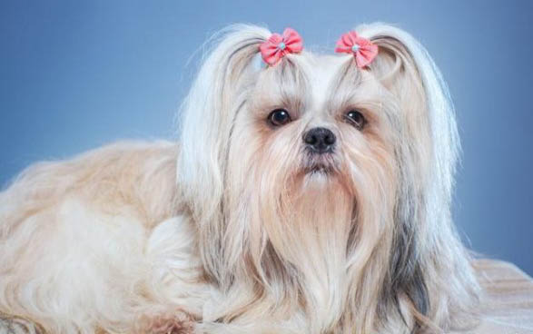 狗狗为什么得犬瘟热的原因