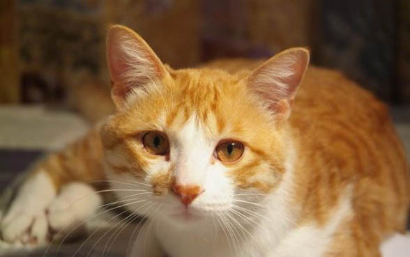 两个月小猫一直打喷嚏