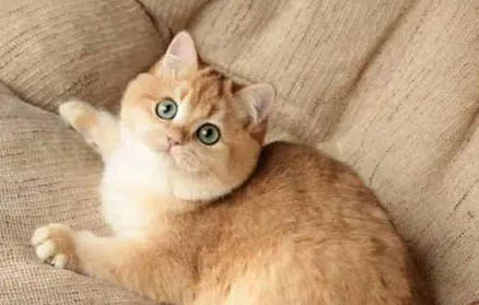 小猫小时候调皮长大会乖吗