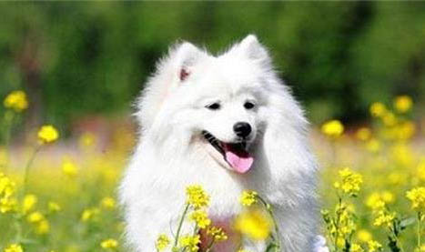 芬兰狐狸犬有哪些喜好