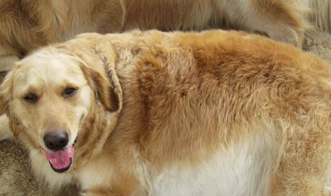 母犬下狗没奶的原因及处理方法