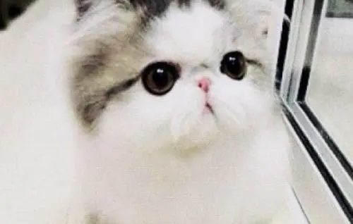 老虎为什么不吃猫咪呢视频播放