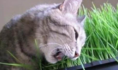 猫咪几岁算成年?