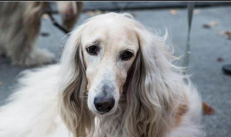 阿富汗猎犬不爱吃东西的原因及处理方法