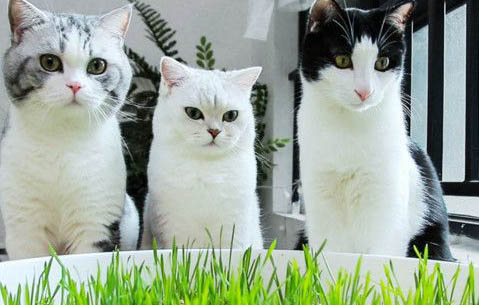 猫咪为什么会拉肚子放屁呢