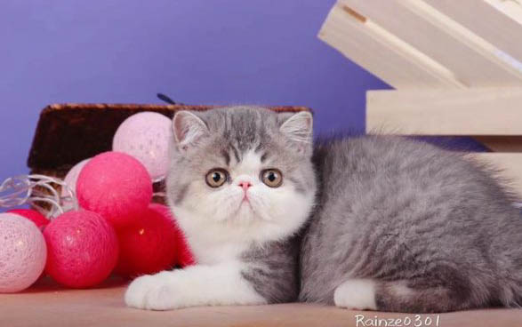 猫咪一般可以饿几天