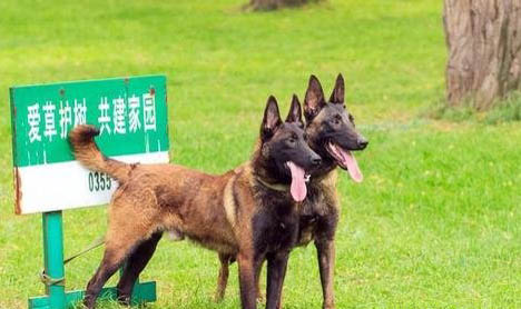 世界公认4大护卫犬