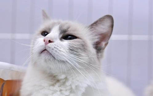 猫咪经常安慰人的动作有哪些?