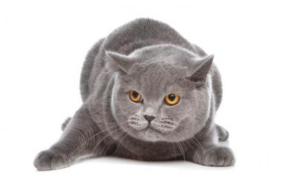 东方短毛猫舌头紫色的原因及处理方法