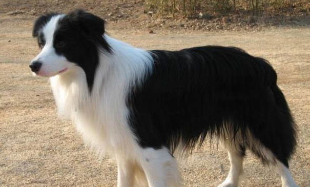 边境牧羊犬一般多少钱一只