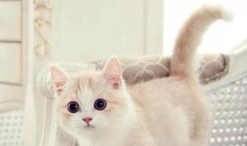 猫咪怀孕一个月的症状
