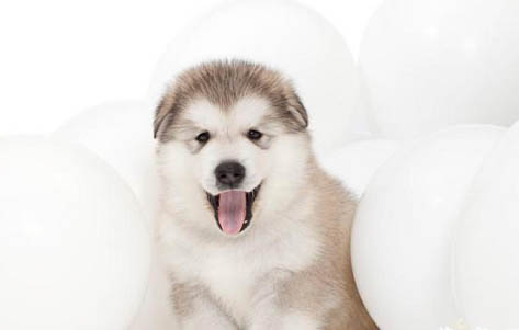 阿拉斯加犬训练知识大全