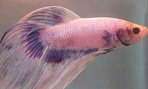 澳洲肺鱼不吃食怎么回事