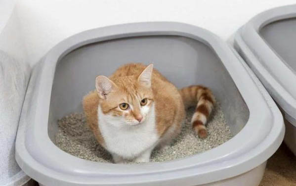 猫咪一直发出咕噜咕噜的声音