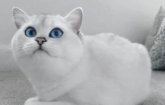 请问猫咪呕吐的原因及处理方法?