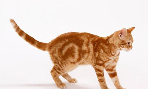 猫咪老是吐是什么原因？