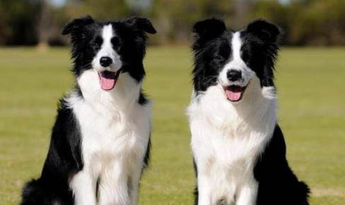 德国牧羊犬有哪几种品种