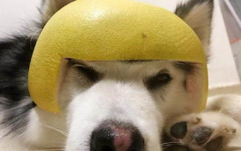 狗突然发疯乱叫后死亡?