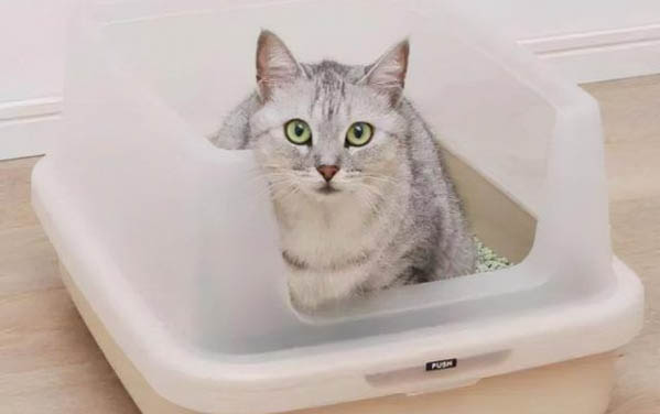 为什么猫能像液体一样缩在盒子里