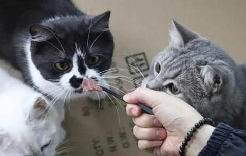 猫几个月可以吃成猫粮