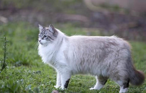 欧洲缅甸猫吐黄水的原因及处理方法