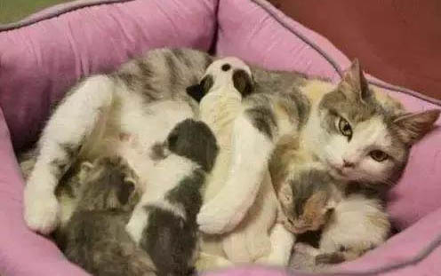 小猫咪叫声沙哑而且很小