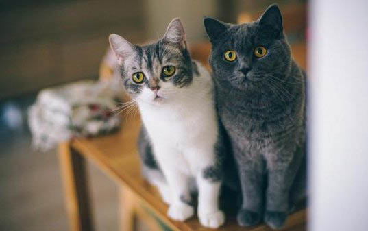 如何判断猫腿是否骨折了