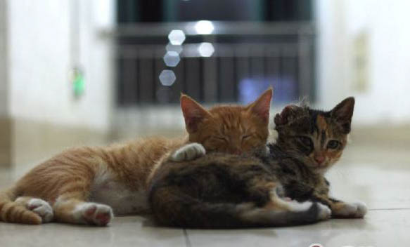 猫咪得猫藓多久能好