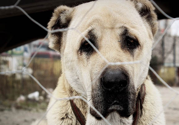 喜乐蒂牧羊犬得细小的前兆