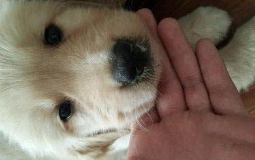 狗狗死后会不会怪主人?