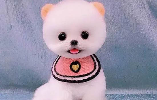 哪里有卖茶杯犬的什么价钱