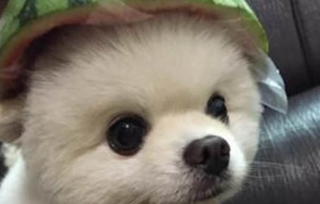 狗狗犬瘟初期症状