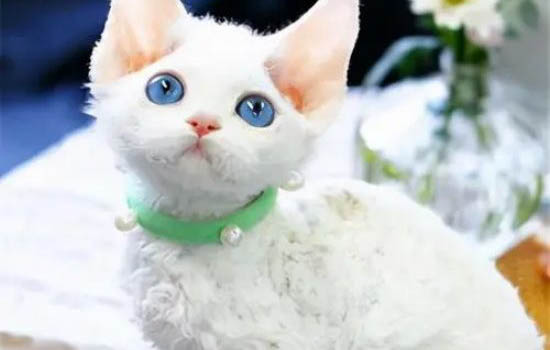 猫咪有毛病能吃生鱼吗