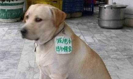 狗狗不能吃羊肉吗
