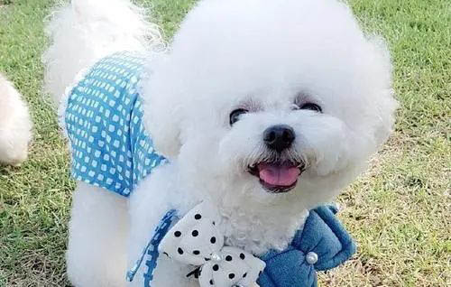 棉花面纱犬哪里有卖