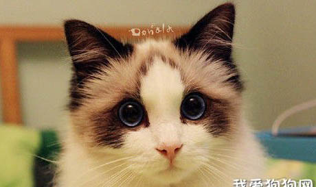 为什么4个月的布偶猫眼睛不怎么蓝？