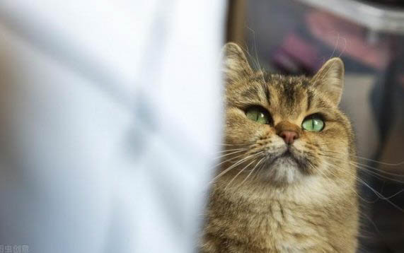 猫咪绝育手术后护理多长时间