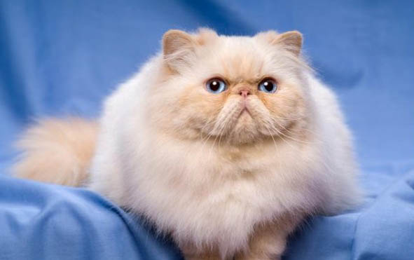 小猫可以吃猫草吗