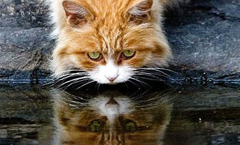 猫咪有必要吃营养膏吗