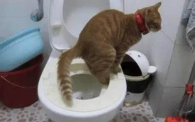 小猫肠胃不好应该吃点什么东西