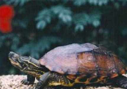 养护中华花龟需要注意什么