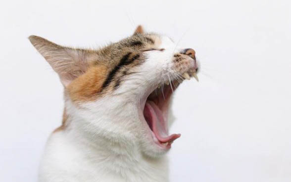 养猫对人的危害有哪些