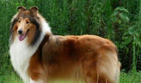 德国牧羊犬都有哪些品种